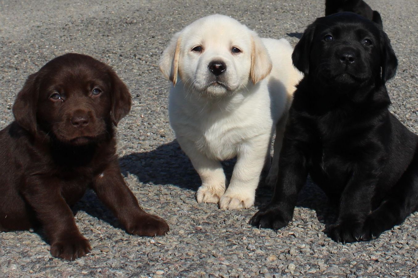 Honeysuckle Labs Labrador Retriever Puppies for Sale in Owego, NY