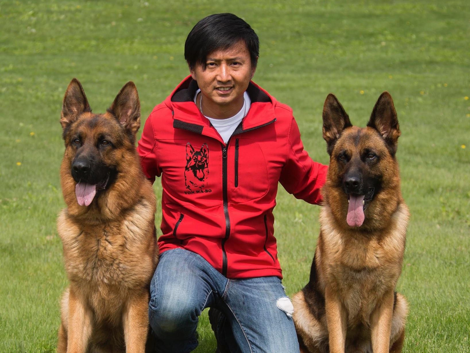 WABO German Shepherds German Shepherd Dog Puppies for Sale in Yorba