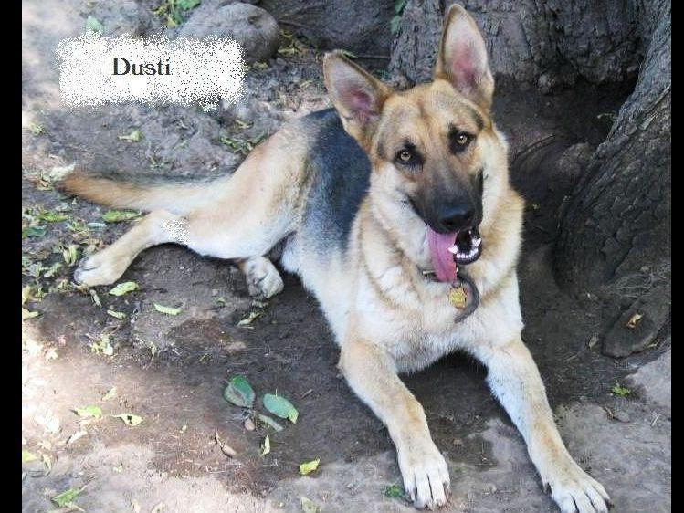 46++ German shepherd puppies rose hill ks