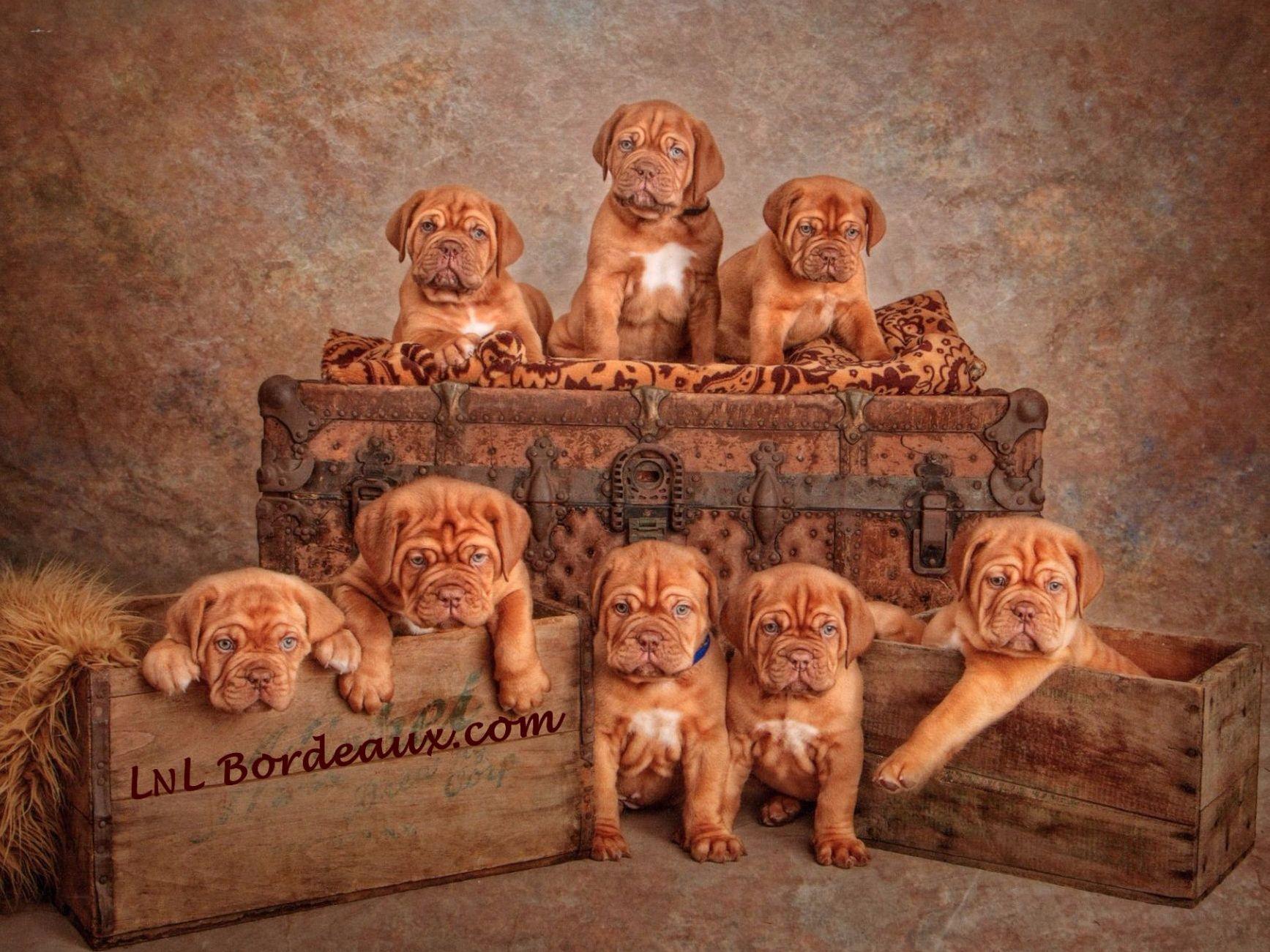 LNL Bordeaux Dogue de Bordeaux Puppies for Sale in Bridgeville, DE AKC Marketplace