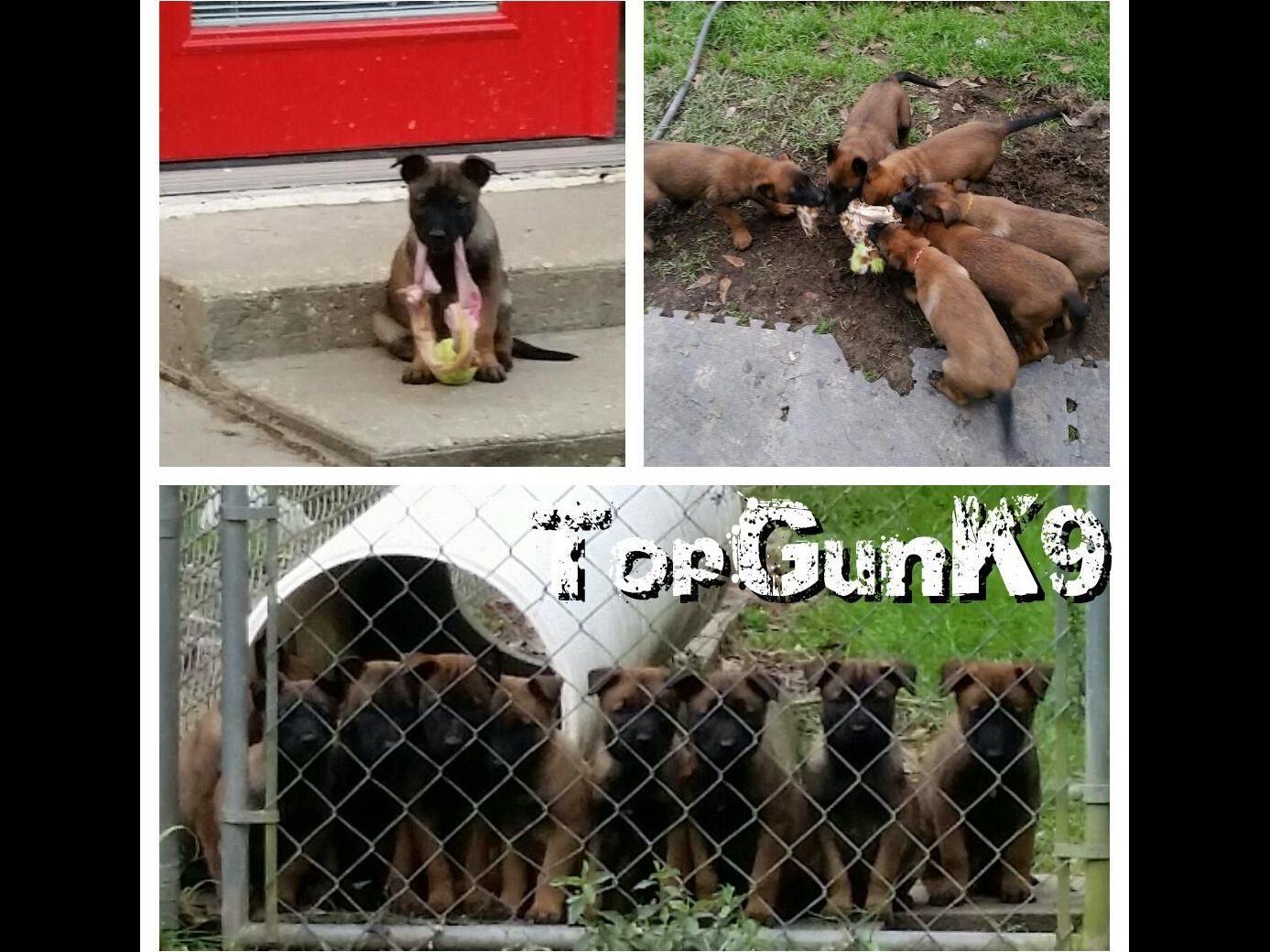 Top Gun K9 Puppies For Sale