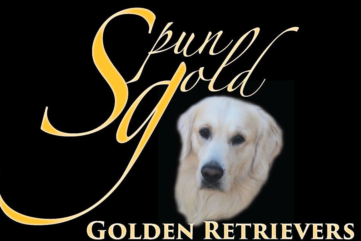 Spun Gold Golden Retrievers Golden Retriever Puppies for Sale in