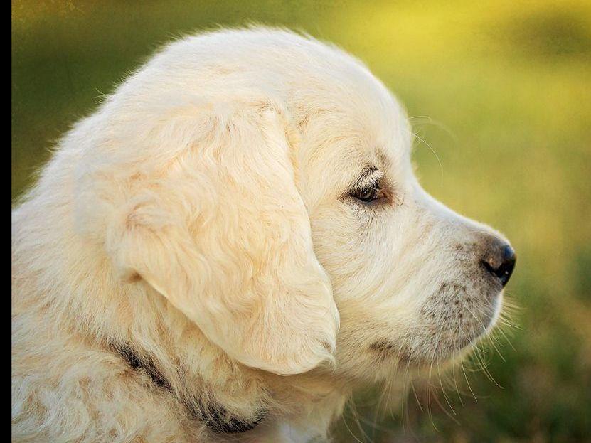 Trusted Valley Retrievers Golden Retriever Puppies for Sale in Patterson, CA AKC Marketplace