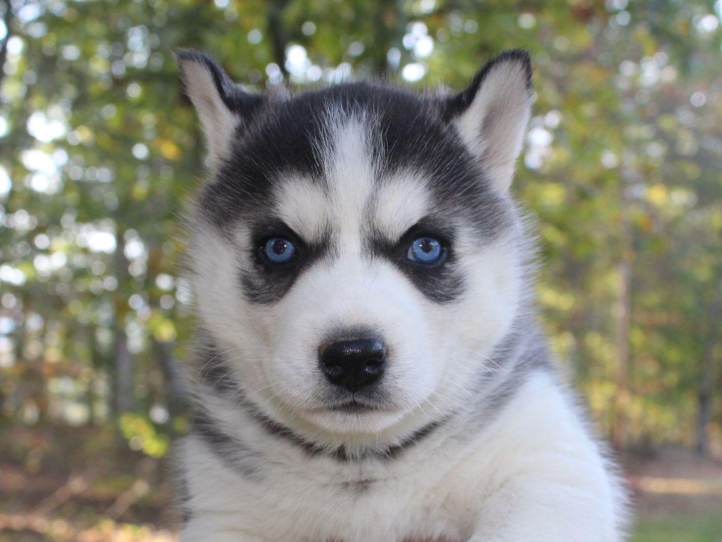 pupcity puppies for sale siberian husky puppies auto design tech pupcity puppies for sale siberian husky puppies auto design tech