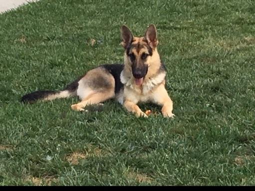 Pics german puppies of shepherd Pics german puppies of shepherd
