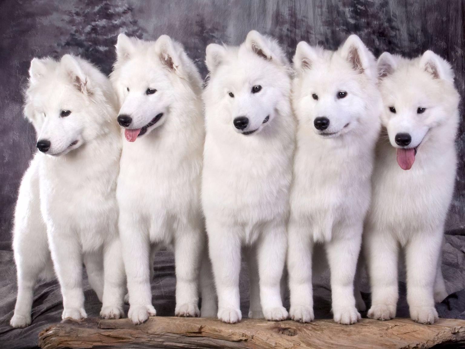 Bark Bark Samoyeds Samoyed Puppies for Sale in Chino Valley, AZ AKC