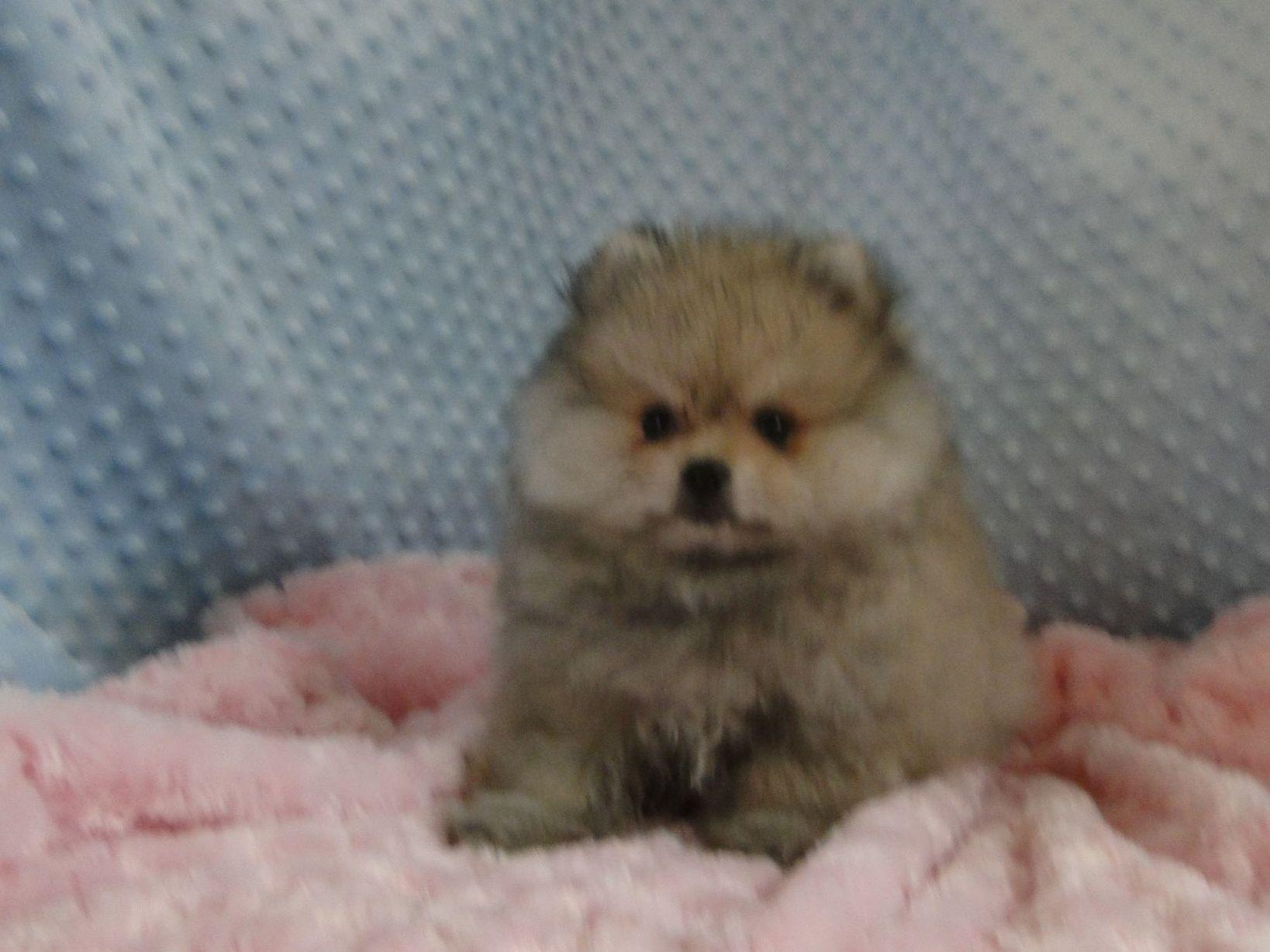 Breezy Hill Poms Pomeranian Puppies for Sale in Greenville, GA AKC