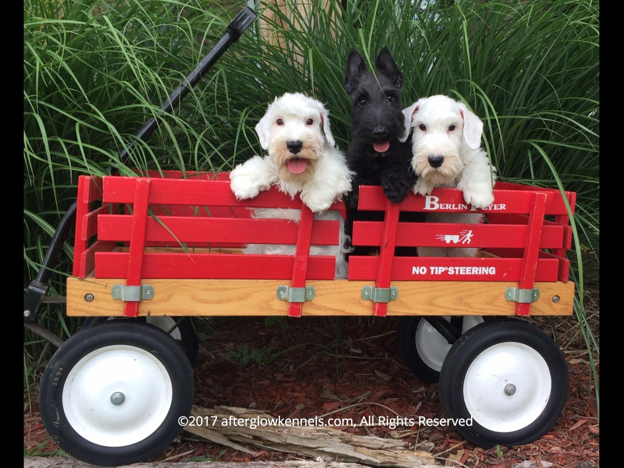 Afterglow Kennels, LLC Scottish And Sealyham Terriers Puppies For Sale