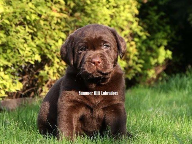 pupcity puppies for sale labrador retriever puppies for sale design bild pupcity puppies for sale labrador retriever puppies for sale design bild