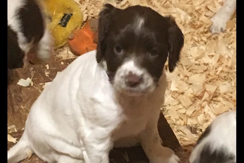 Driftwood Kennel Puppies For Sale