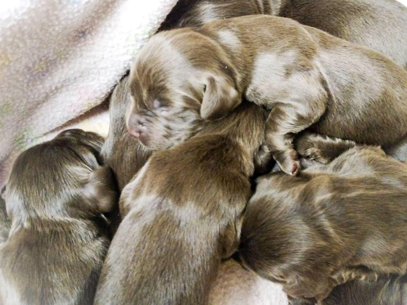 John Lewis Puppies For Sale