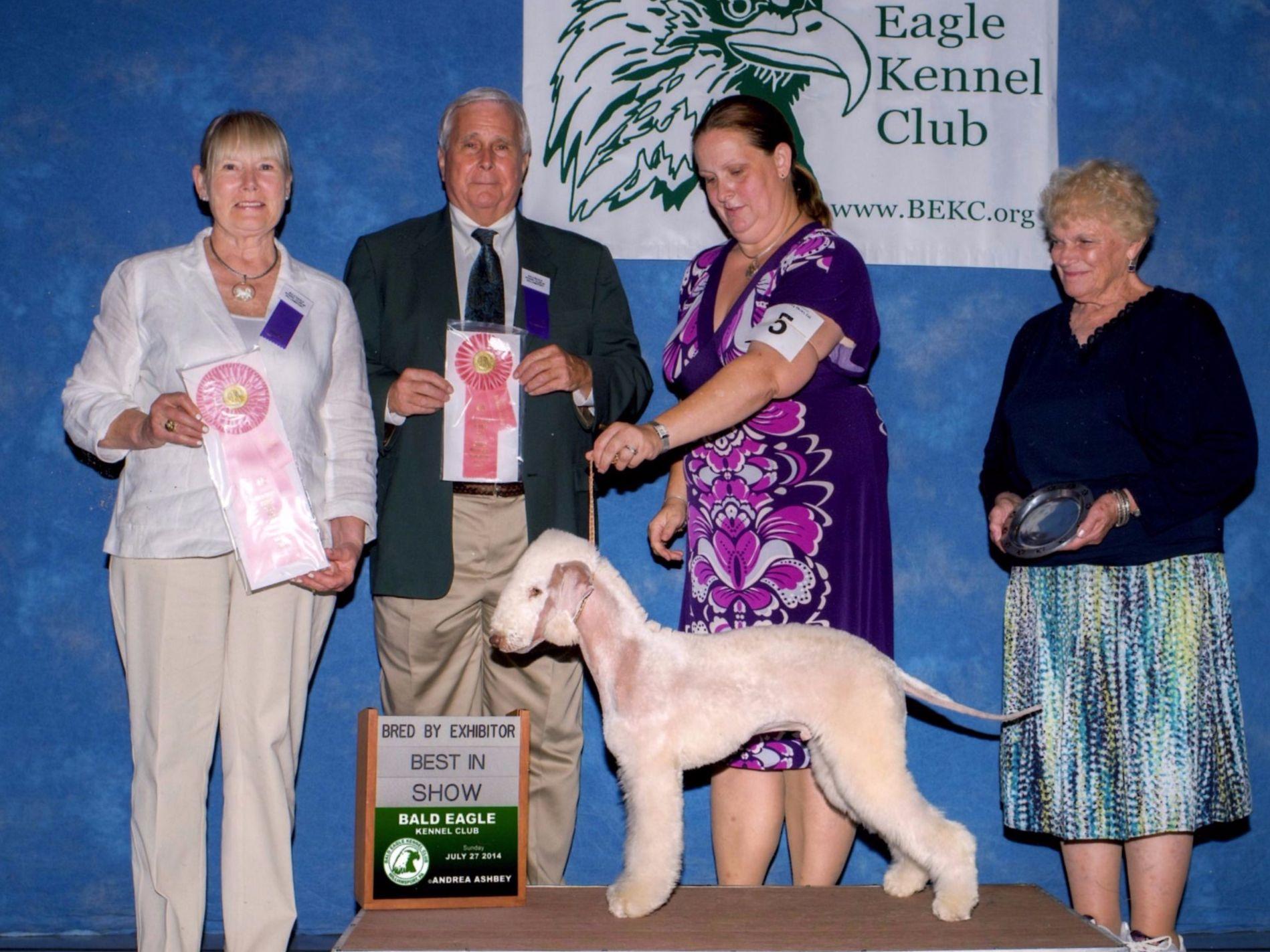 akc bedlington terrier
