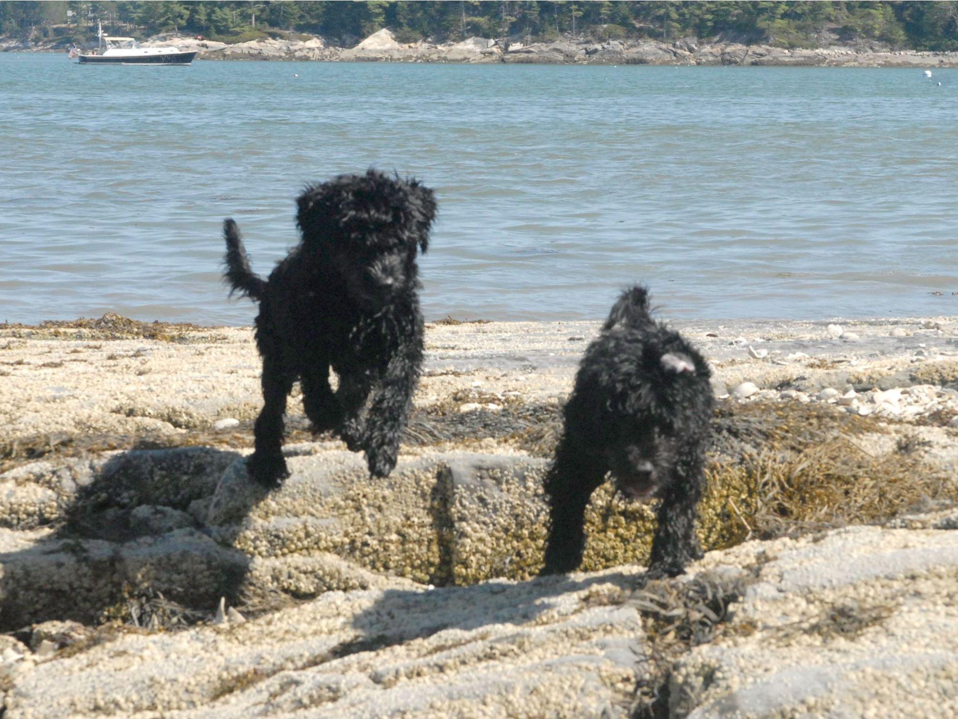 RuffWave(reg.) Portuguese Water Dogs Puppies For Sale
