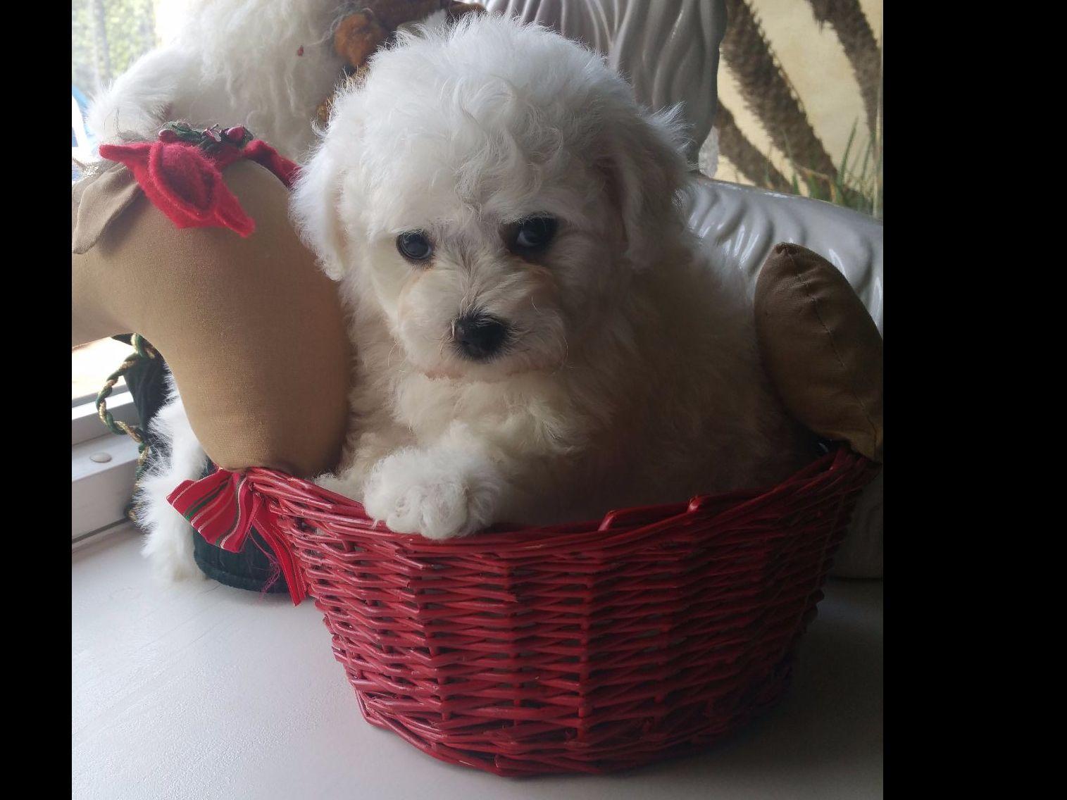 XROADS Kennel Michael Clayton Bichon Frise Puppies for Sale in