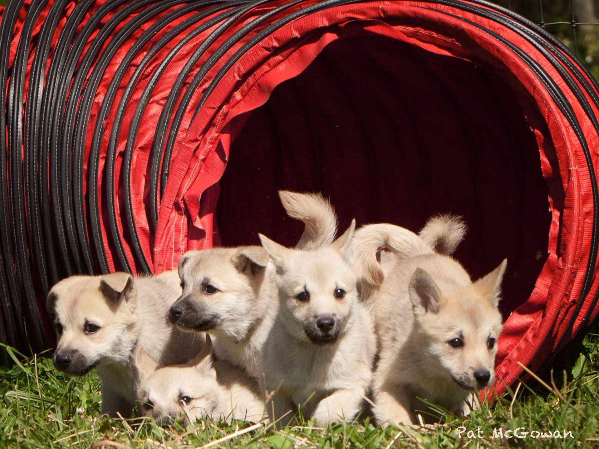 Zodiac Ranch LINDA LUNDSTROM Norwegian Buhund Puppies for Sale in