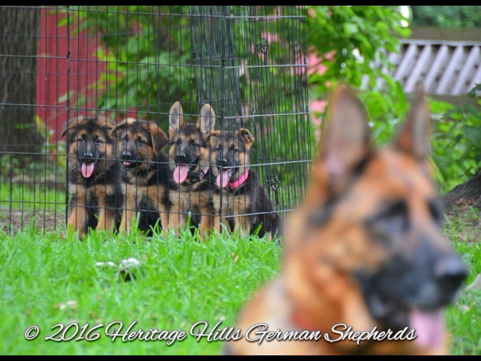 Shepperd Dogs Ranch Heritage Hills Ranch German Shepherd Breeder Quality Golden Ridge