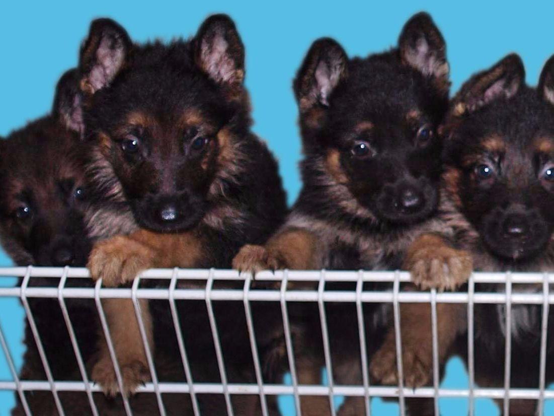 Loyalville German Shepherd Dog Puppies for Sale in Branford, FL AKC