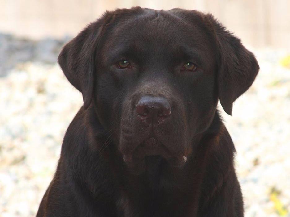 Mythic Labradors, LLC - Labrador Retriever Puppies for Sale in Malabar ...