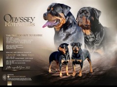 Rottweiler Puppies For Sale - AKC PuppyFinder