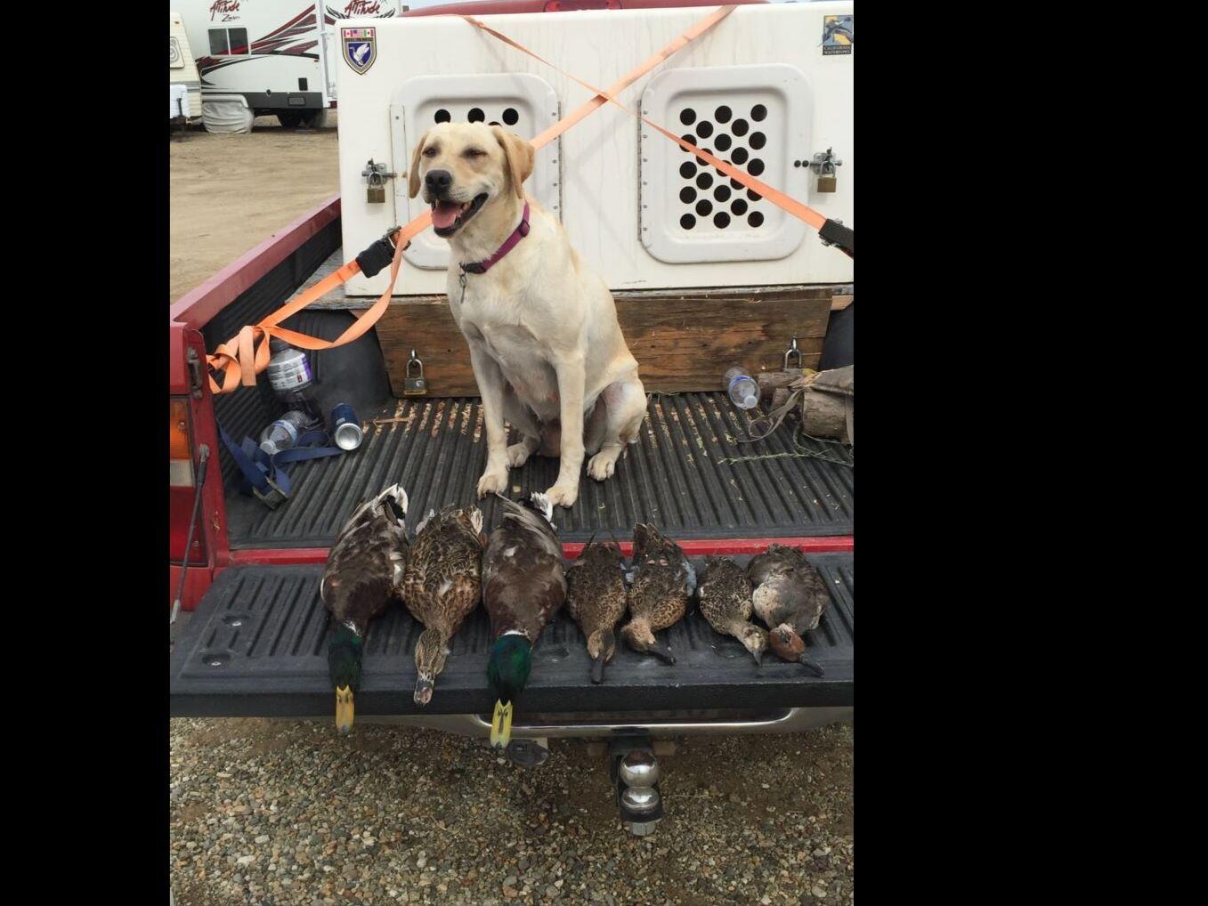 Crosbear Labrador Retriever Puppies for Sale in Riverside, CA AKC