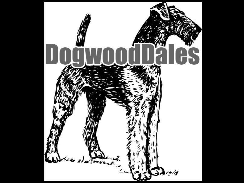 Airedale Terrier Puppies For Sale In Texas