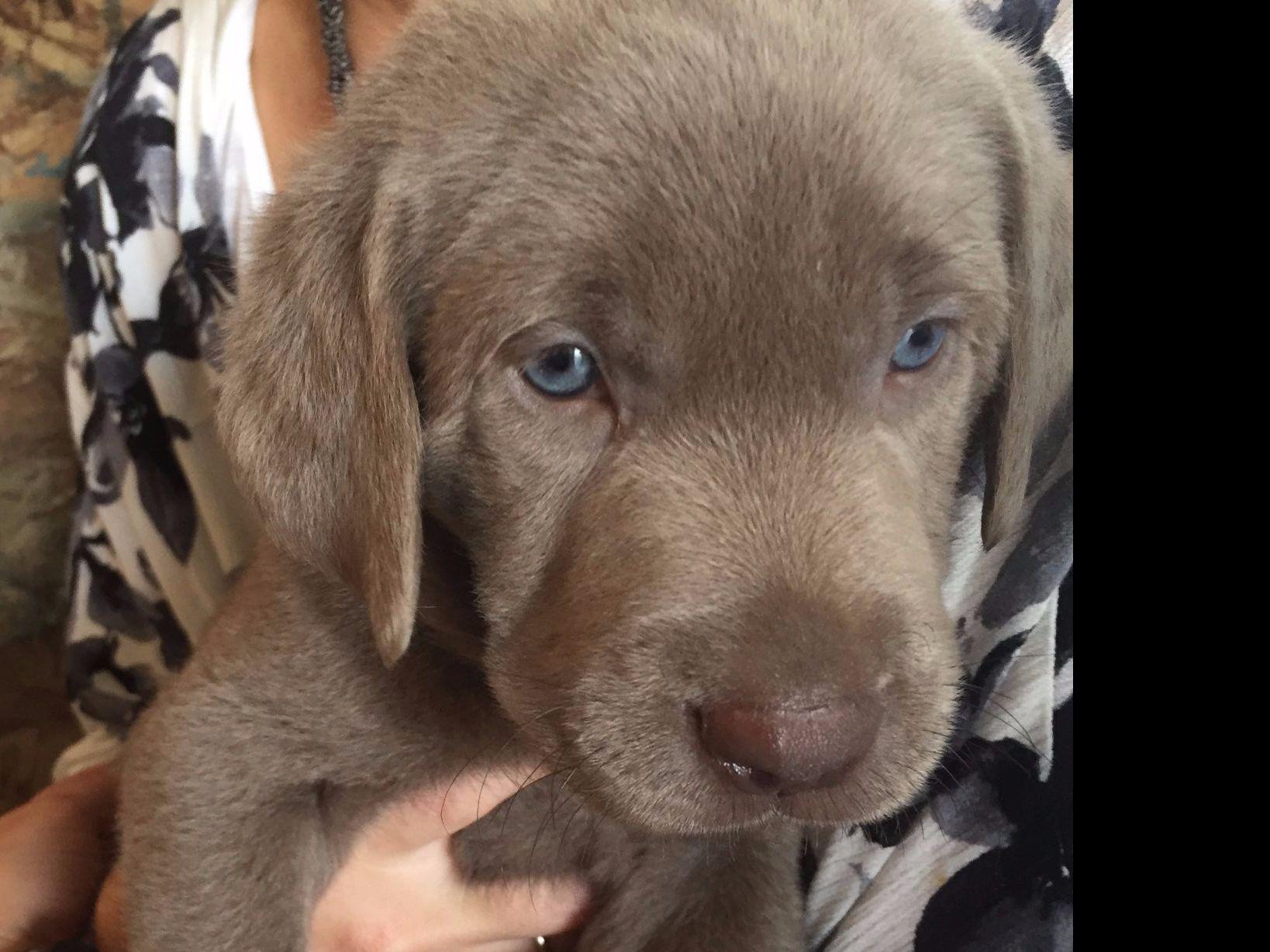 Silver Lab Pups Available From Brook View Silver Labradors Puppies