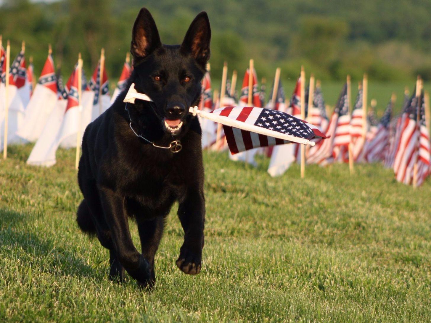 Diamond Kennels And Training Facility(home Of Diamond Shepherds
