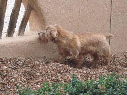 Norfolk Terrier Puppies For Sale Akc Puppyfinder