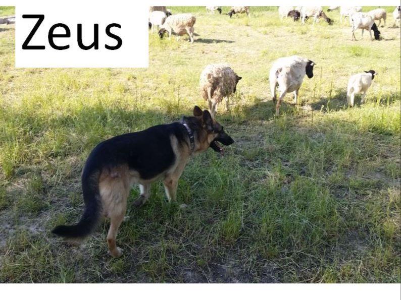 Balog Ranch German Shepherds German Shepherd Dog Puppies for Sale in