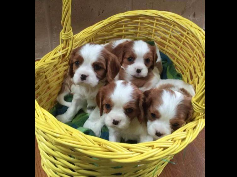 Welmforth Cavaliers Puppies For Sale