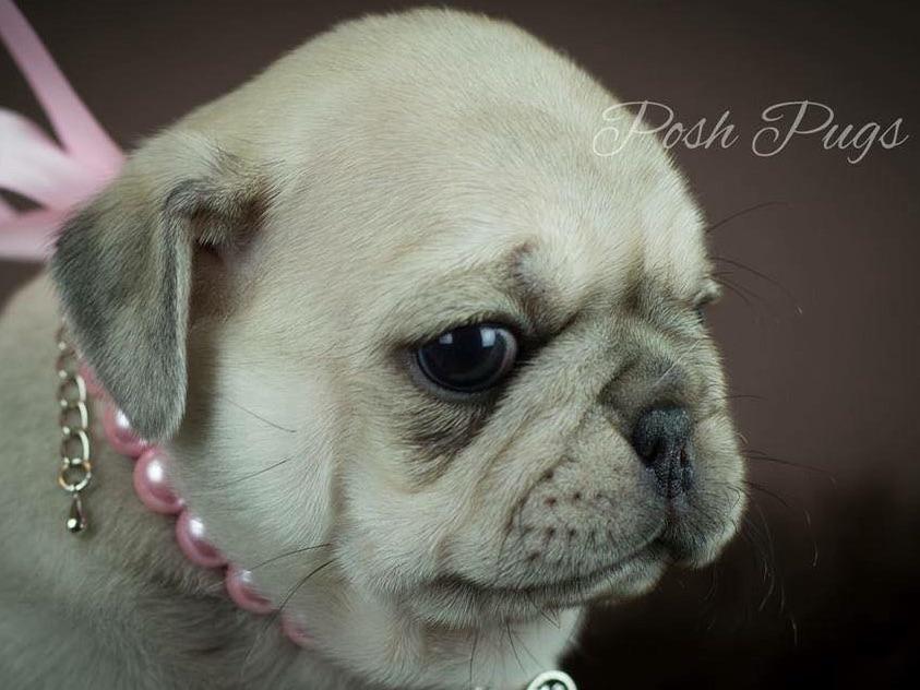Posh Pugs Puppies For Sale