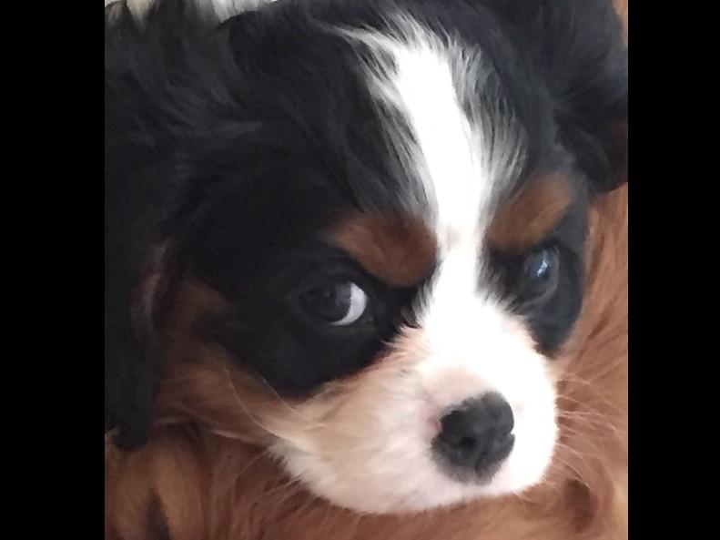 Connie Hudson Cavalier King Charles Spaniel Puppies for Sale in