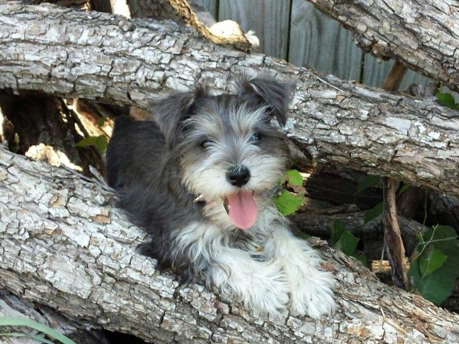 Happy Days Miniature Schnauzers Puppies For Sale