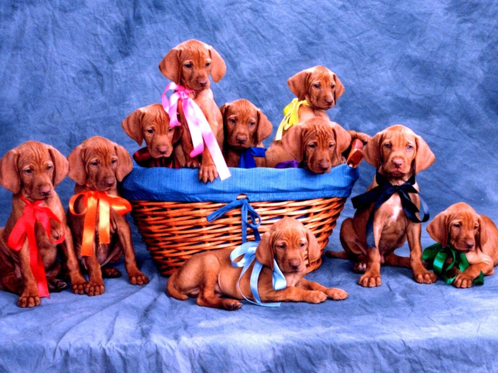 Sierra Vizslas Vizsla Puppies for Sale in Bakersfield, CA AKC