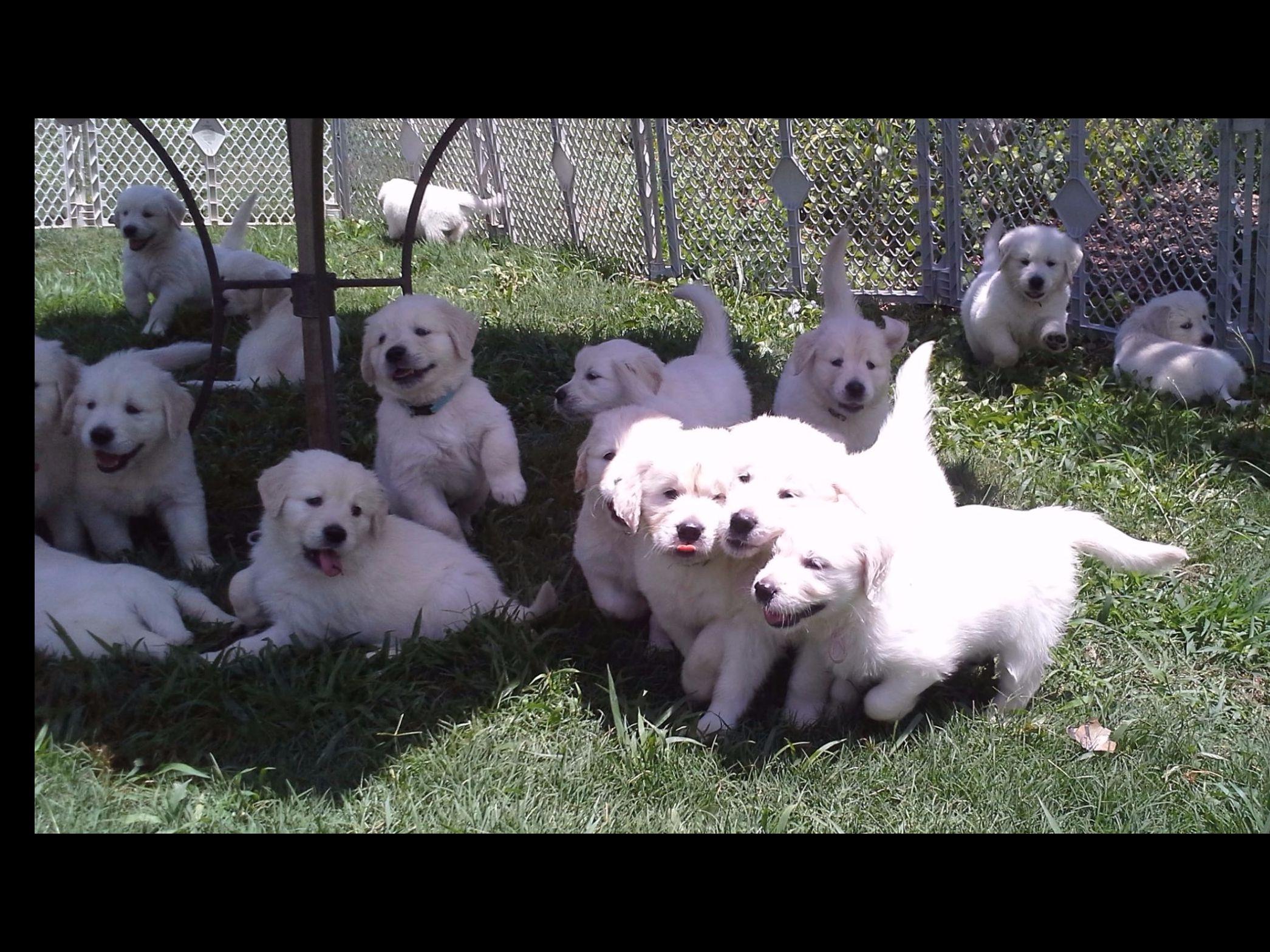 Dogs For Sale Craigslist Atlanta - lwkxk5a