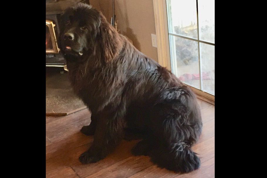 Bear Mountain Family Farms Newfoundland Puppies for Sale in Squaw