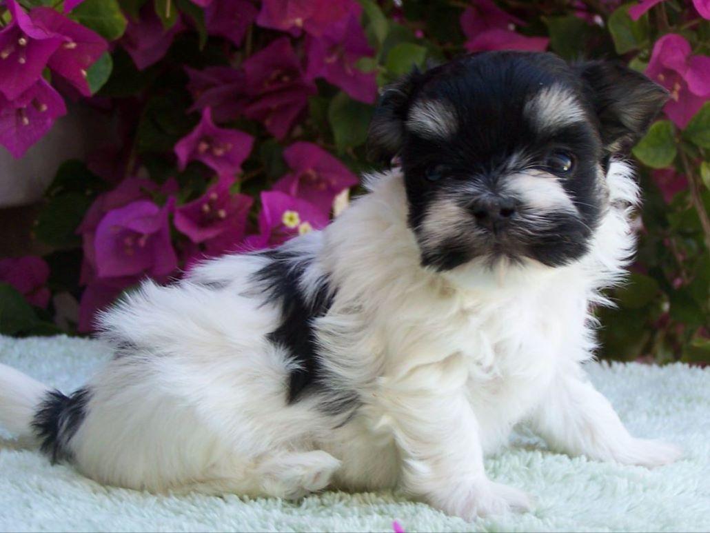 Kachina's Havanese Havanese Puppies for Sale in New River, AZ AKC