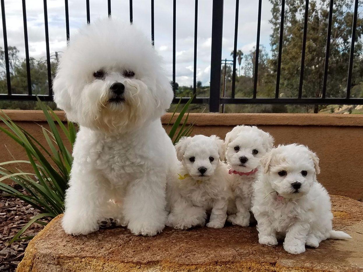 Hollyhock Bichons Bichon Frise Puppies For Sale Hollyhock Bichons Bichon Frise Puppies For Sale