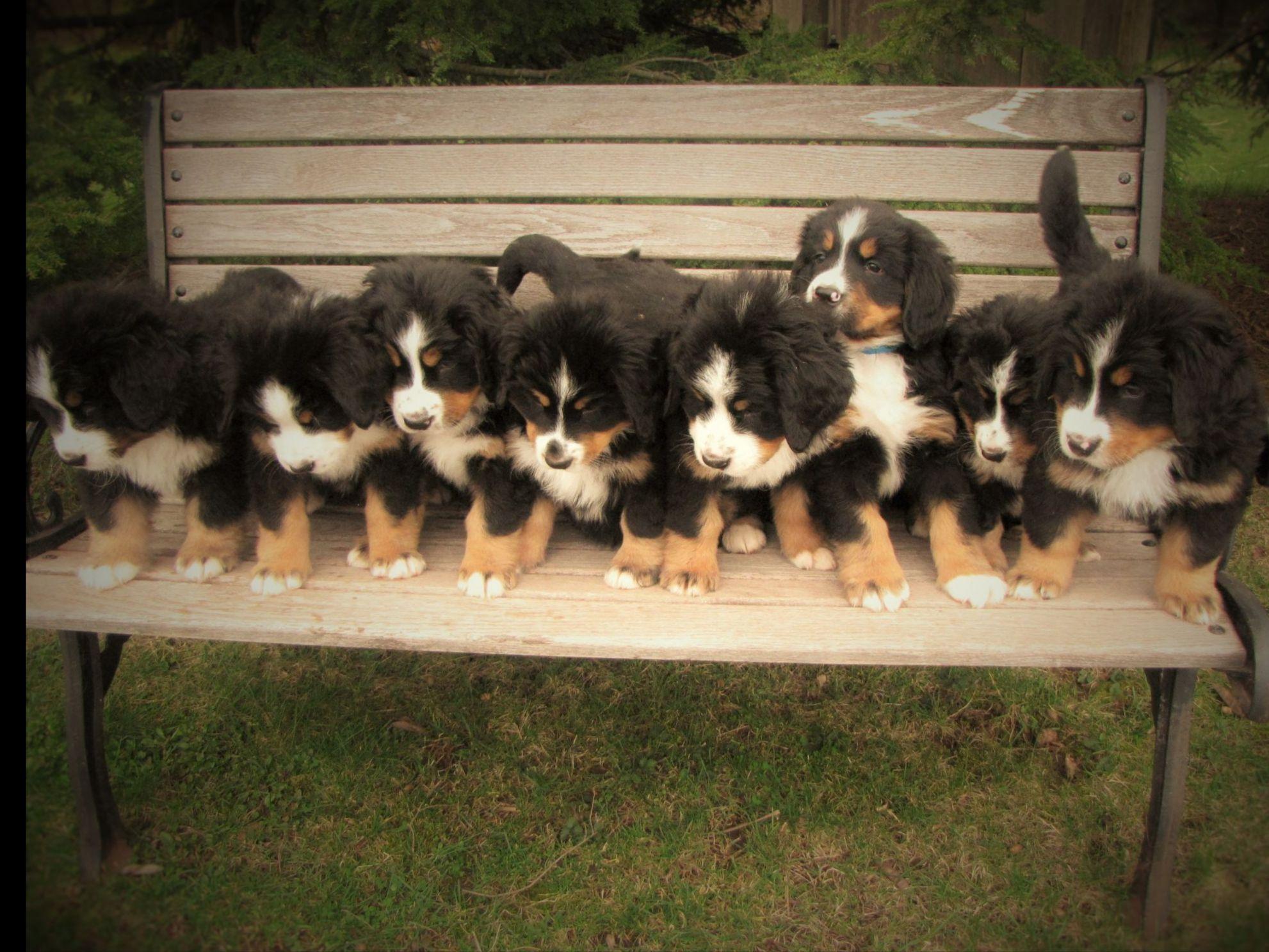 Monocacy Hill Bernese Mt. Dogs - Puppies For Sale