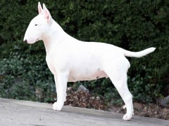 Bull Terrier Puppies For Sale - AKC PuppyFinder