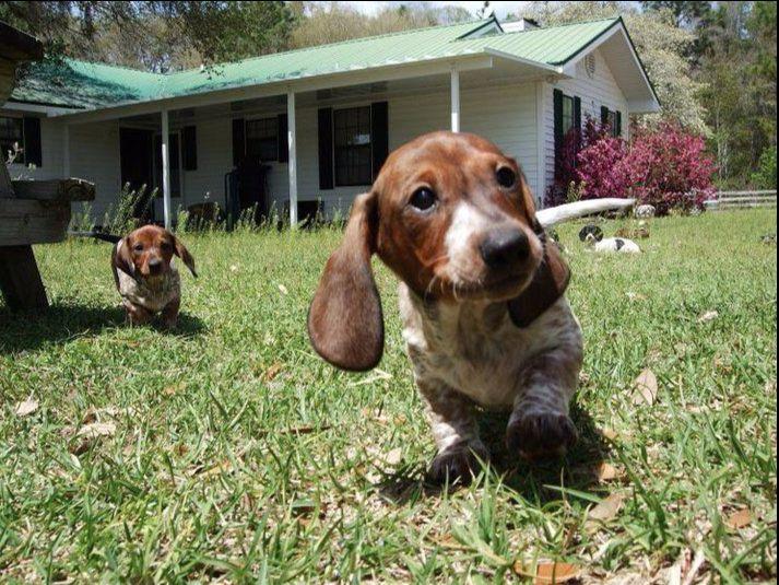 Dachshunds At Rucker Ranch Puppies For Sale