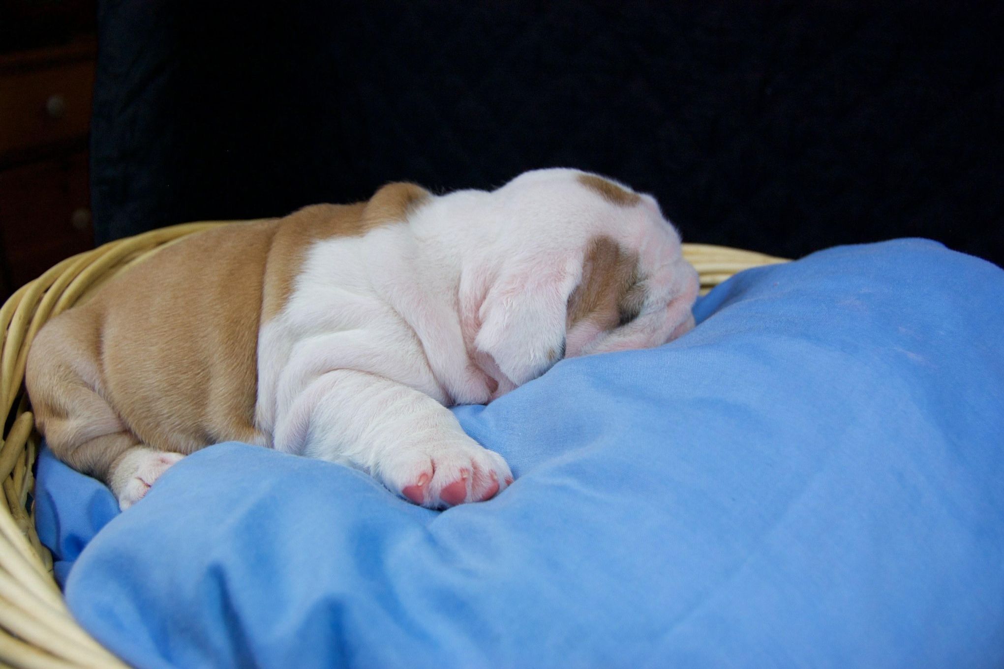 NCSTYLE BULLDOGS Bulldog Puppies for Sale in Grottoes, VA AKC