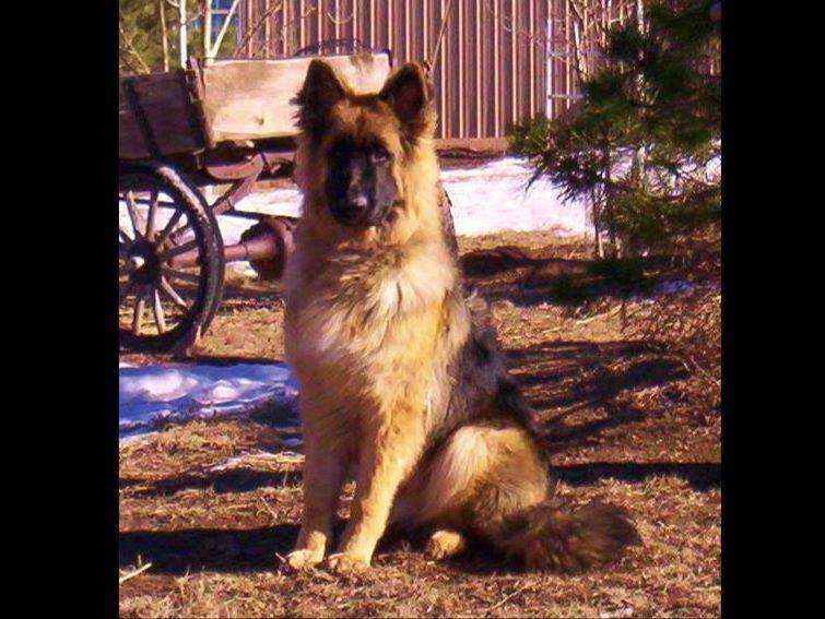 Eight Mile Ranch Colorado German Shepherd Dog Puppies for Sale in