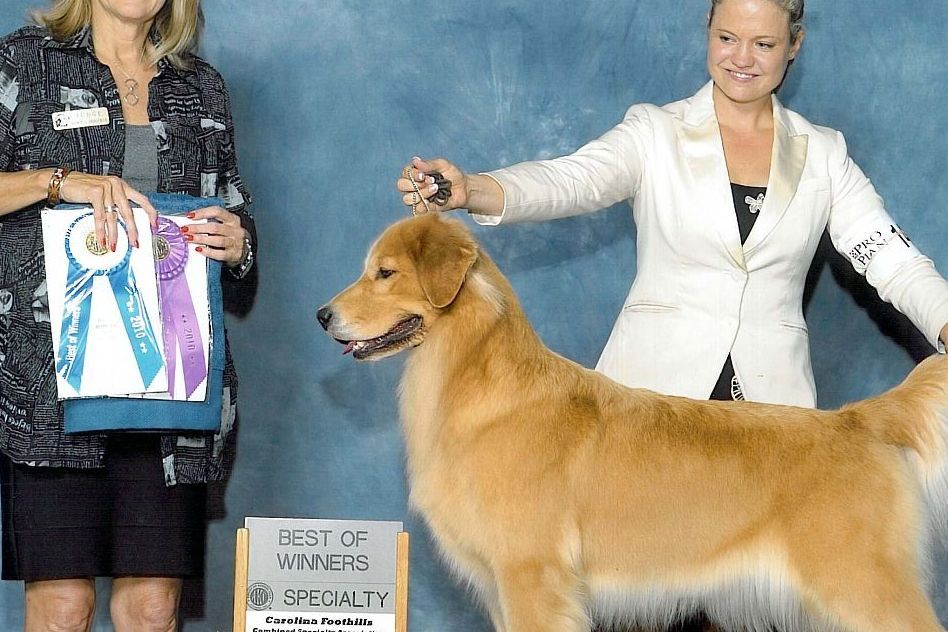 Wingold Sporting Dogs Golden Retriever Puppies for Sale in Snellville, GA AKC Marketplace