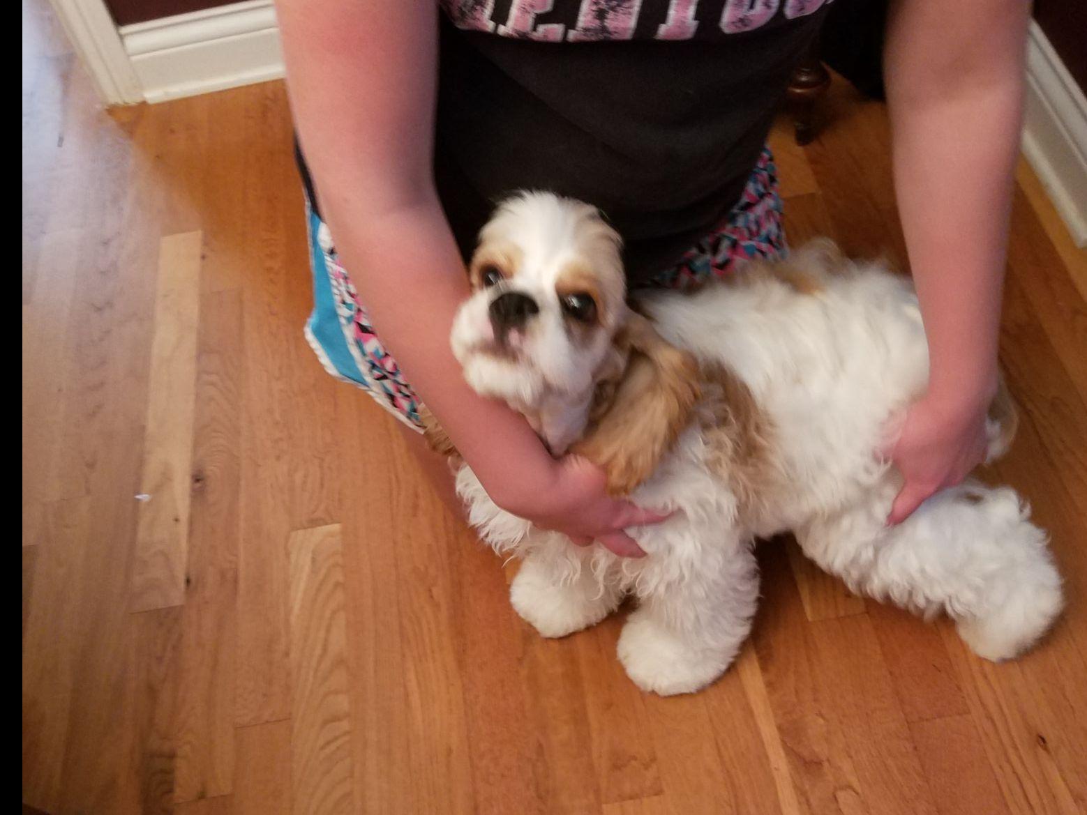 Clover Creek Cockers Puppies For Sale