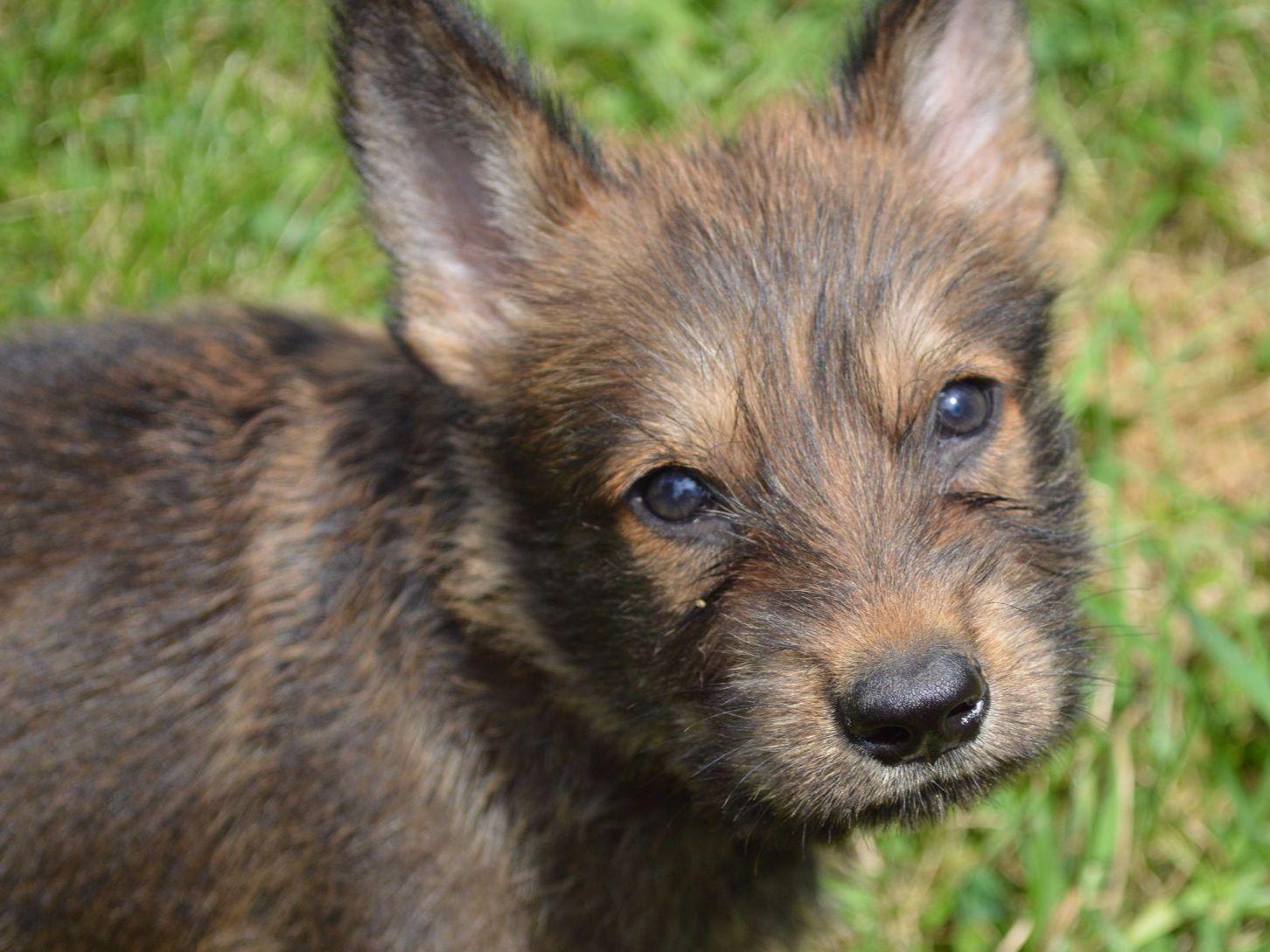 Masquerade Picards & Nimh Kennels Puppies For Sale