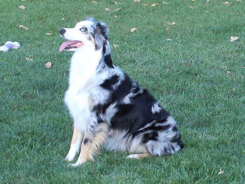 Desert Horizon Aussie's And Dachshund's Dachshund Puppies for Sale in