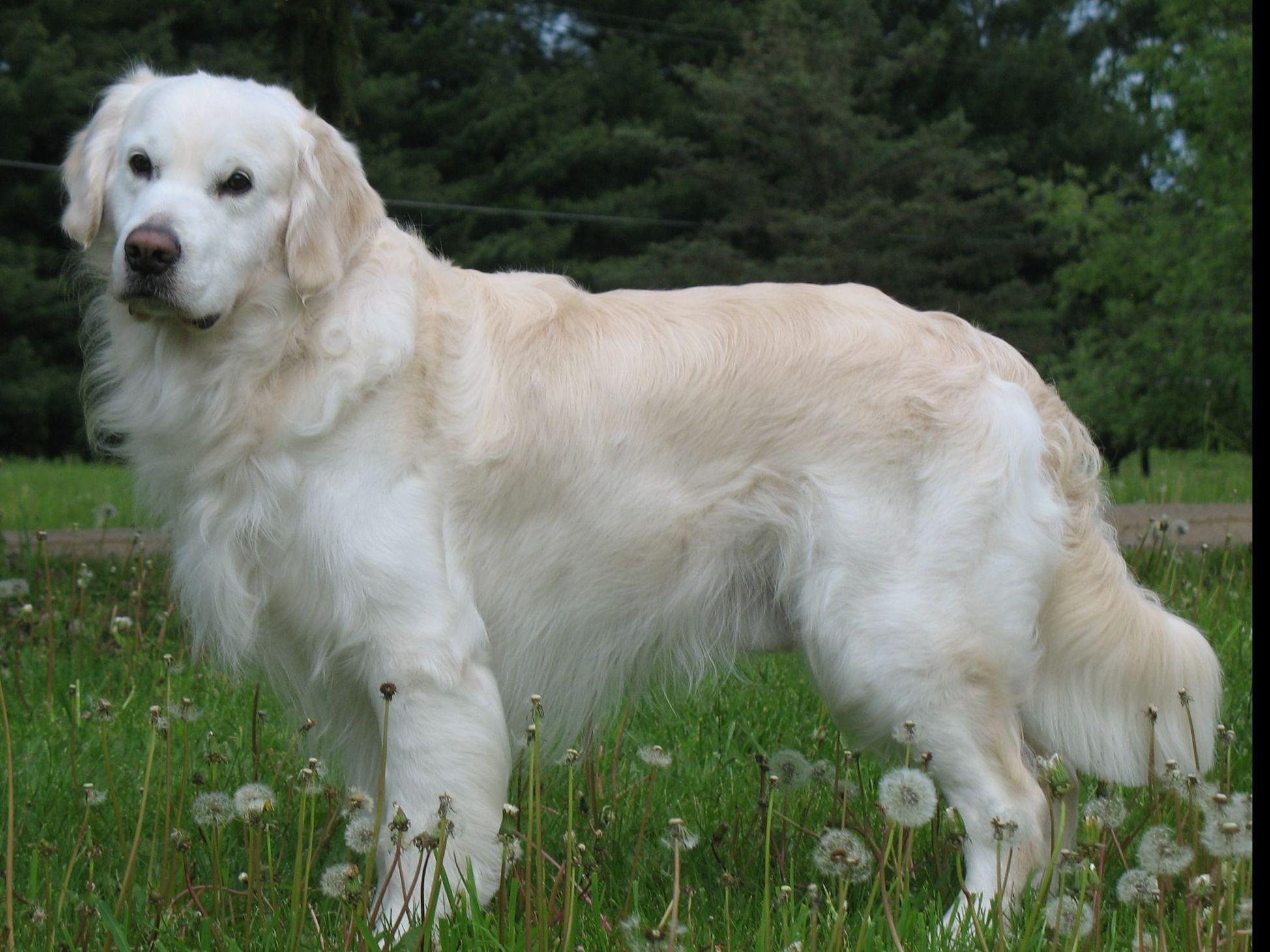 Jennifer B Golden Retriever Puppies for Sale in Snowflake, AZ AKC