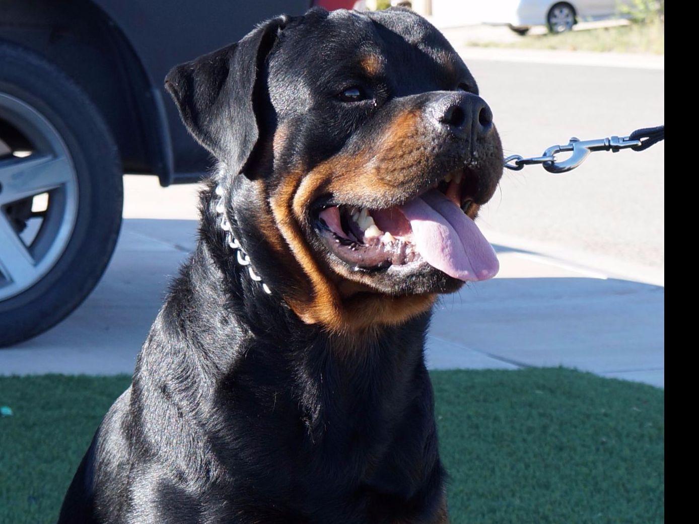 Permian Rottweiler Kennels Puppies For Sale