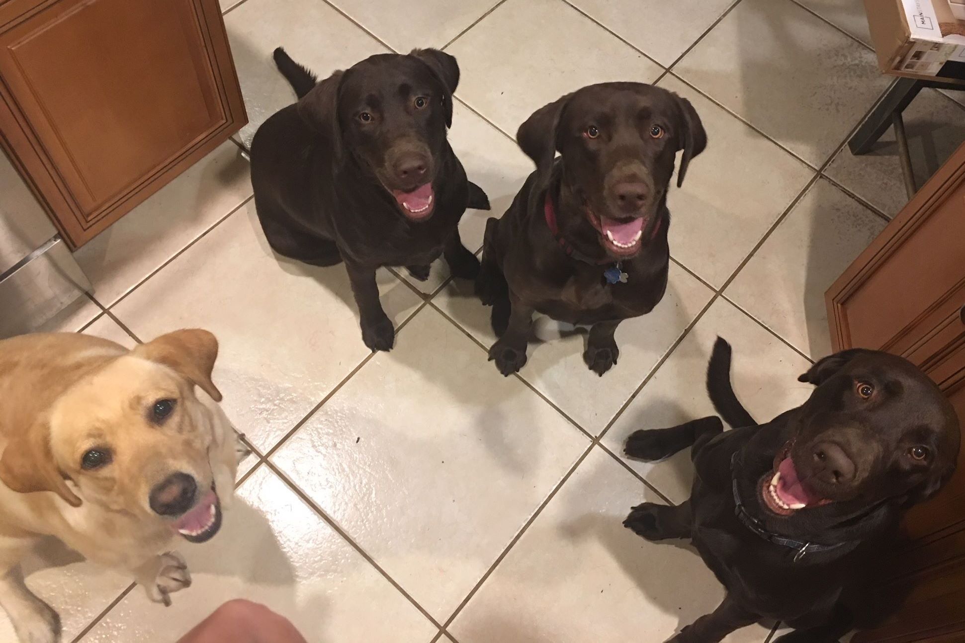 Amazing Grace Labradors Puppies For Sale